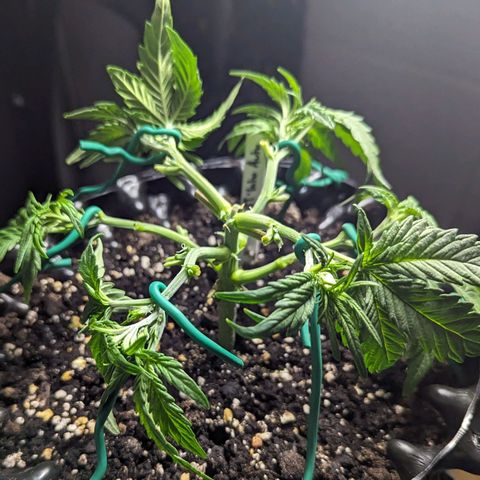 GOAT'lato Auto growlog timeline photo