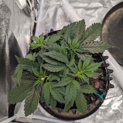GOAT'lato Auto growlog timeline photo