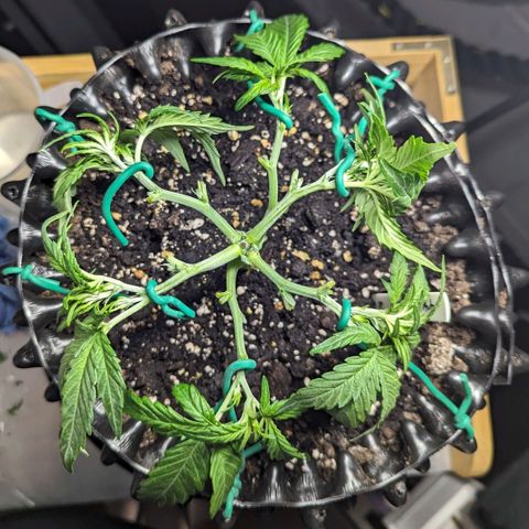 GOAT'lato Auto growlog timeline photo