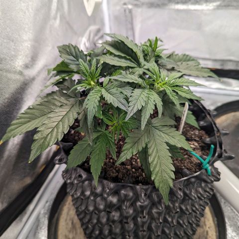 GOAT'lato Auto growlog timeline photo
