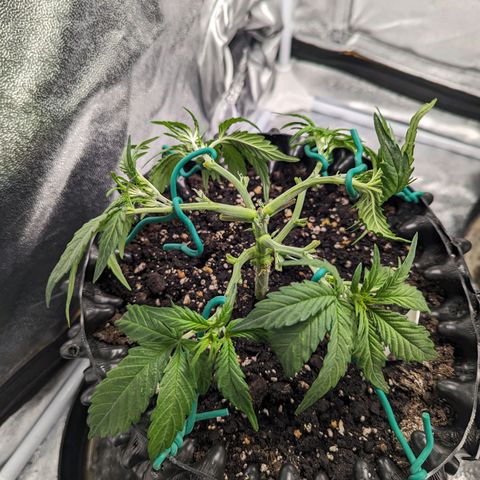 GOAT'lato Auto growlog timeline photo