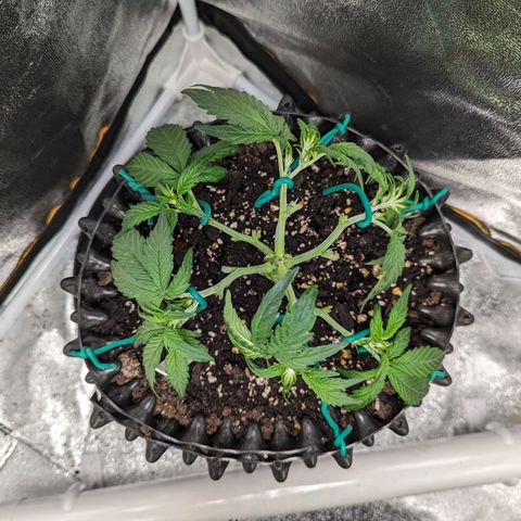 GOAT'lato Auto growlog photo: 2 hours after LST