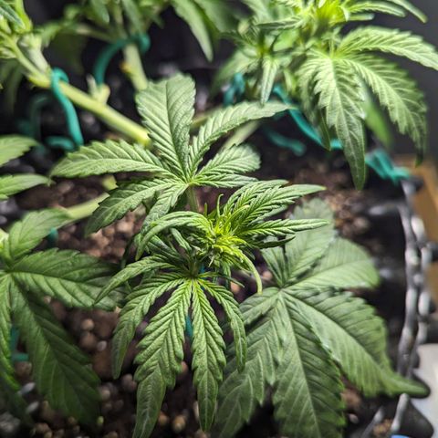 GOAT'lato Auto growlog timeline photo