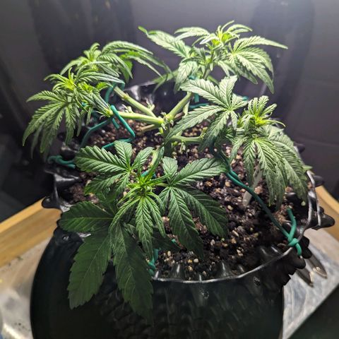 GOAT'lato Auto growlog timeline photo