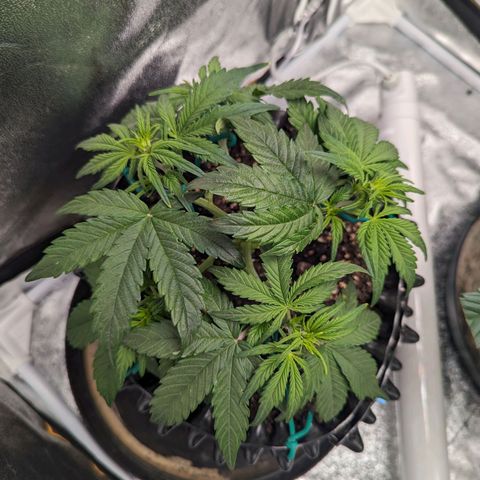 GOAT'lato Auto growlog timeline photo