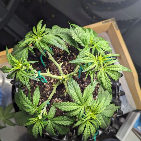GOAT'lato Auto growlog timeline photo