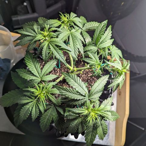 GOAT'lato Auto growlog timeline photo
