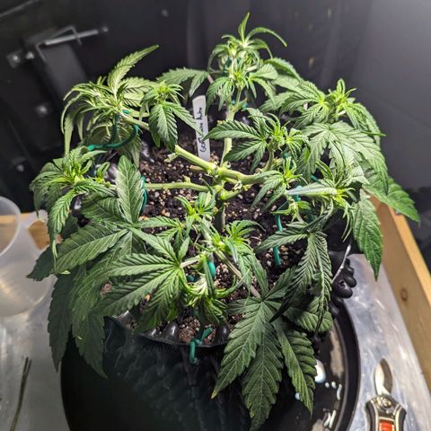 GOAT'lato Auto growlog timeline photo