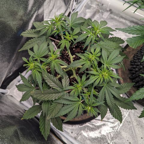 GOAT'lato Auto growlog timeline photo
