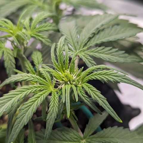 GOAT'lato Auto growlog timeline photo