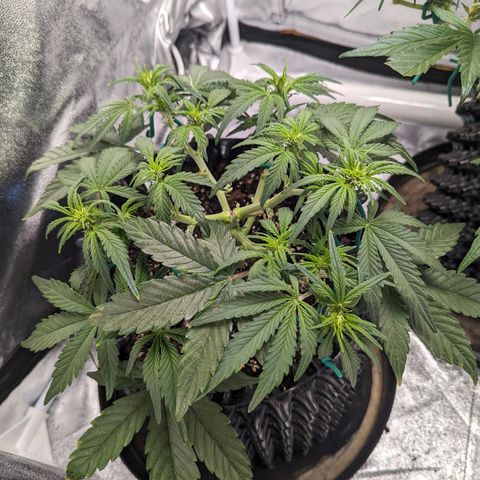 GOAT'lato Auto growlog timeline photo