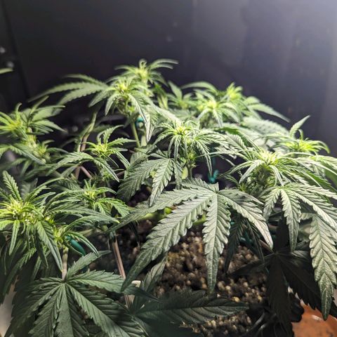GOAT'lato Auto growlog timeline photo