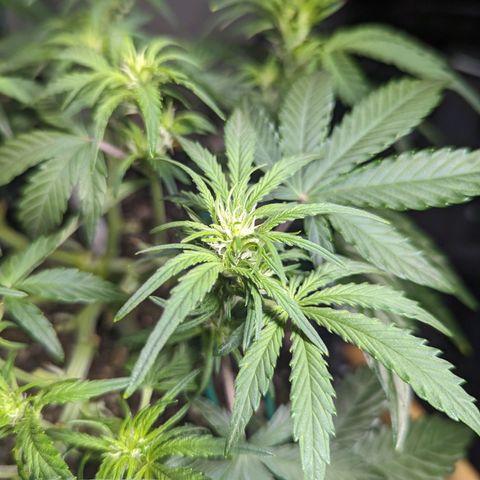 GOAT'lato Auto growlog timeline photo