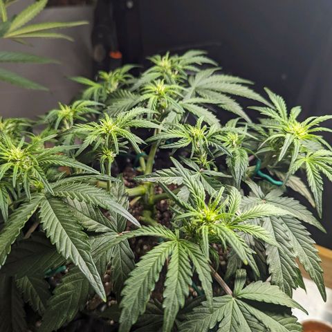GOAT'lato Auto growlog timeline photo