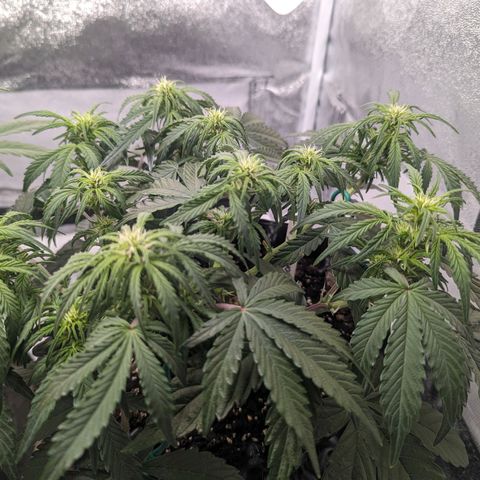 GOAT'lato Auto growlog timeline photo