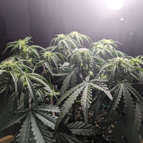 GOAT'lato Auto growlog timeline photo