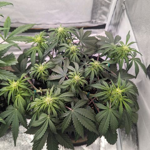 GOAT'lato Auto growlog timeline photo