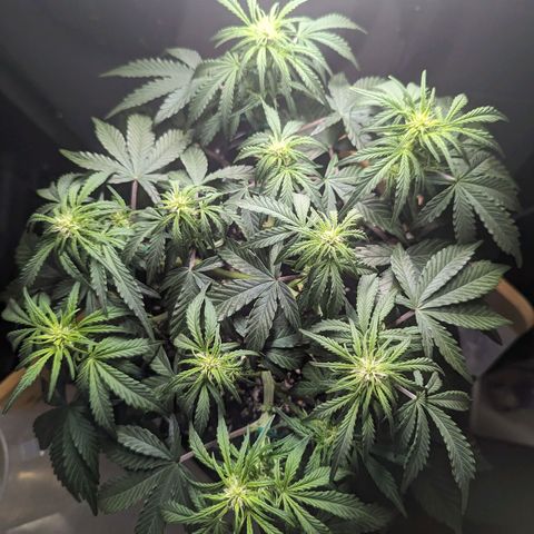 GOAT'lato Auto growlog timeline photo