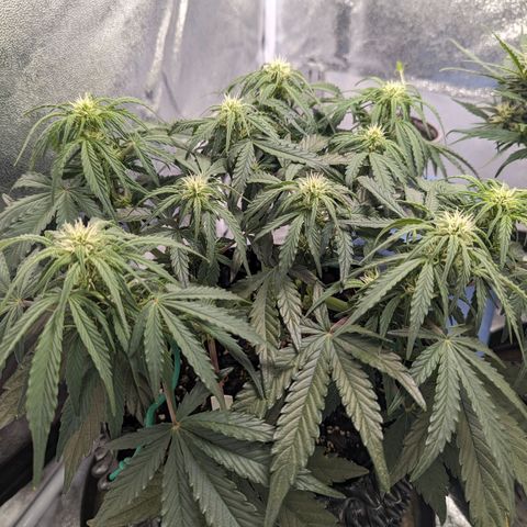 GOAT'lato Auto growlog timeline photo