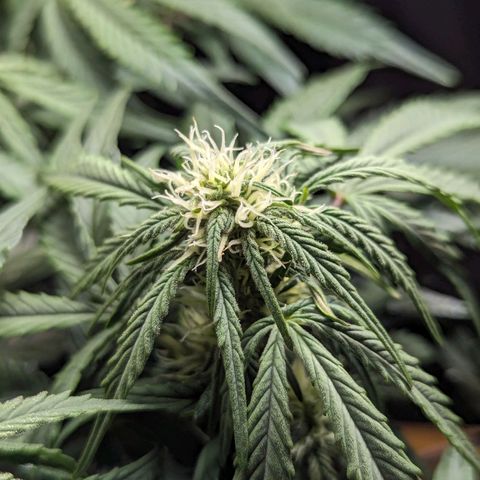 GOAT'lato Auto growlog timeline photo