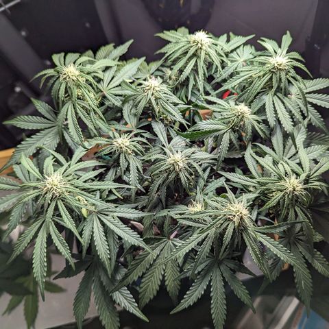 GOAT'lato Auto growlog timeline photo