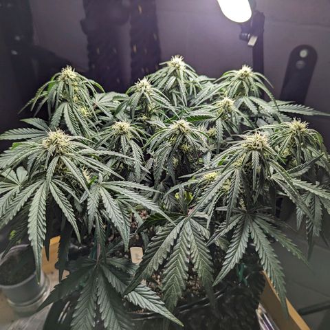 GOAT'lato Auto growlog timeline photo