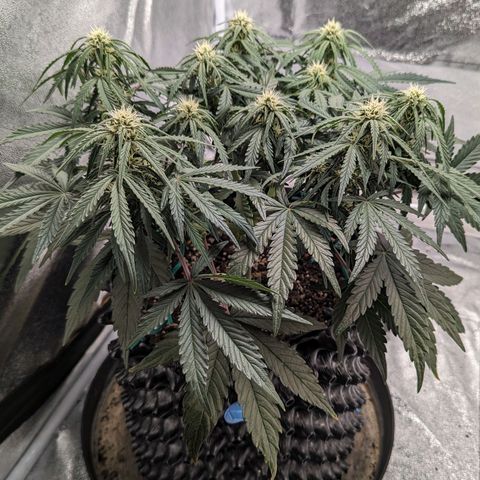 GOAT'lato Auto growlog timeline photo