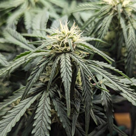 GOAT'lato Auto growlog timeline photo
