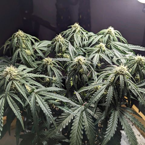 GOAT'lato Auto growlog timeline photo