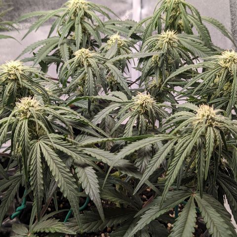 GOAT'lato Auto growlog timeline photo