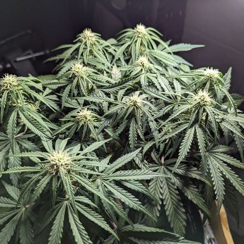 GOAT'lato Auto growlog timeline photo