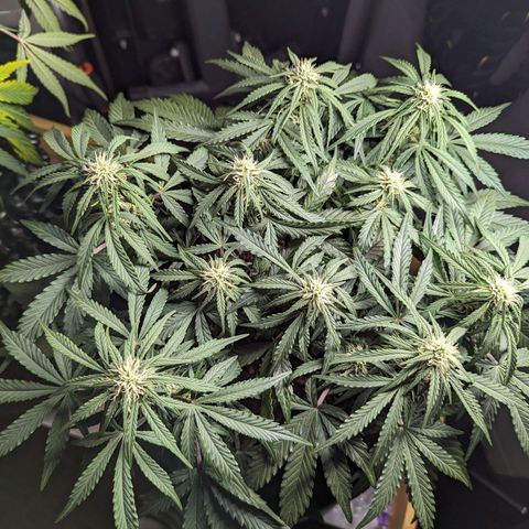 GOAT'lato Auto growlog timeline photo