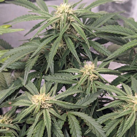 GOAT'lato Auto growlog timeline photo