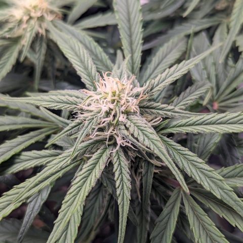 GOAT'lato Auto growlog timeline photo