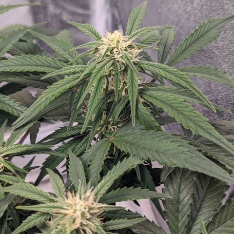 GOAT'lato Auto growlog timeline photo
