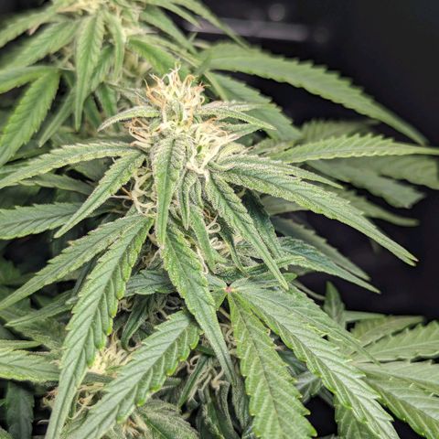 GOAT'lato Auto growlog timeline photo