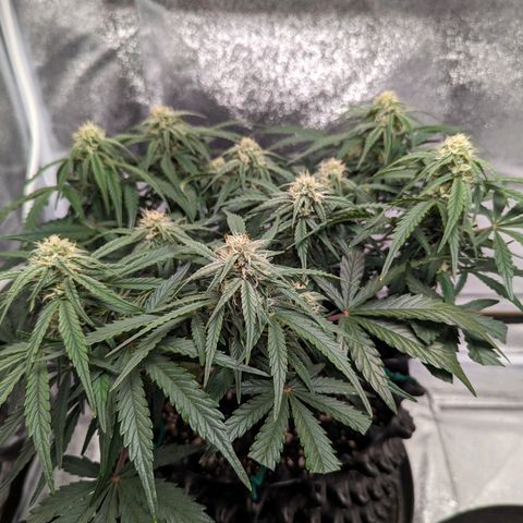GOAT'lato Auto growlog timeline photo