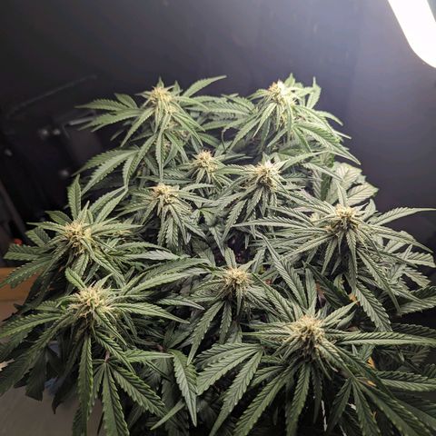 GOAT'lato Auto growlog timeline photo