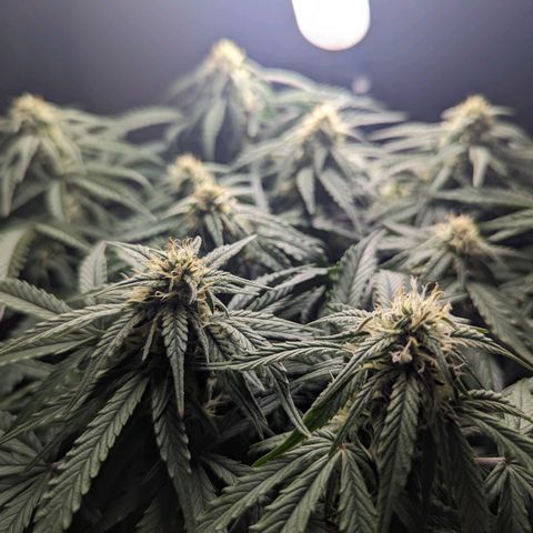 GOAT'lato Auto growlog timeline photo
