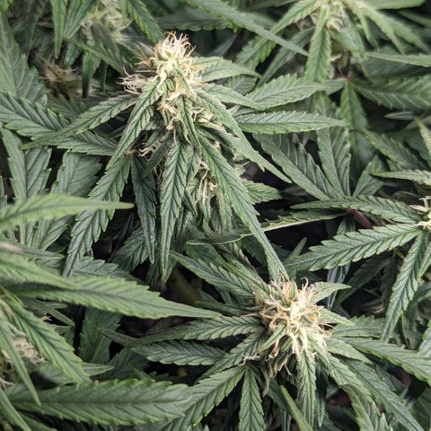 GOAT'lato Auto growlog timeline photo