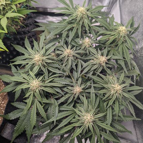 GOAT'lato Auto growlog timeline photo