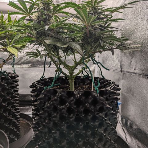 GOAT'lato Auto growlog timeline photo