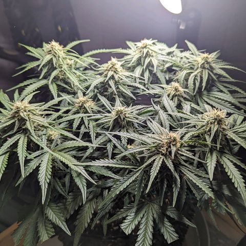 GOAT'lato Auto growlog timeline photo
