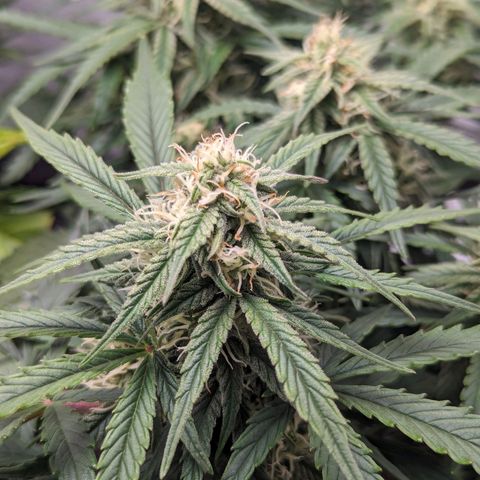 GOAT'lato Auto growlog timeline photo