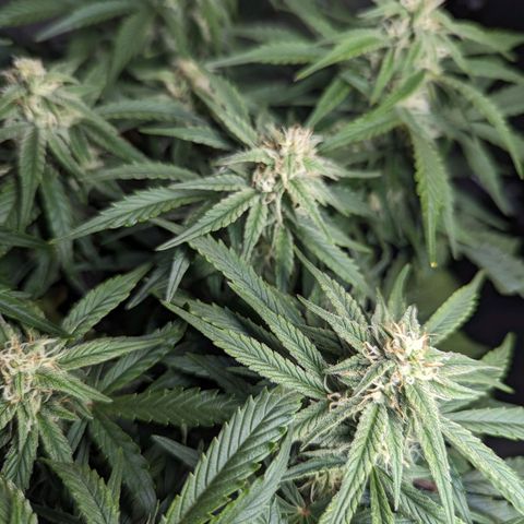 GOAT'lato Auto growlog timeline photo