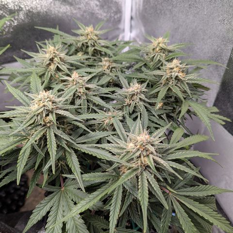GOAT'lato Auto growlog timeline photo