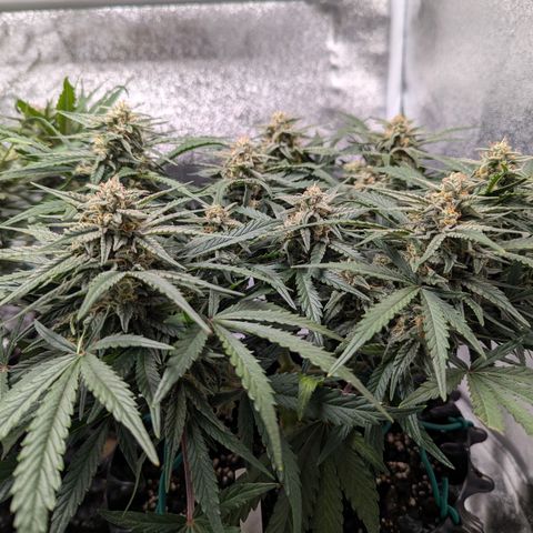 GOAT'lato Auto growlog timeline photo