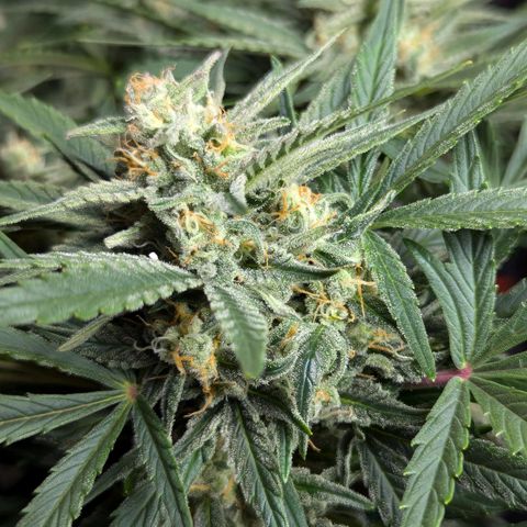 GOAT'lato Auto growlog timeline photo
