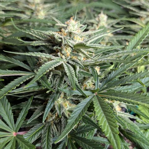 GOAT'lato Auto growlog timeline photo