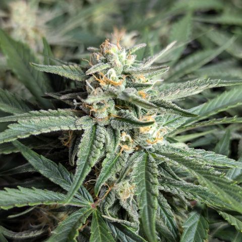 GOAT'lato Auto growlog timeline photo